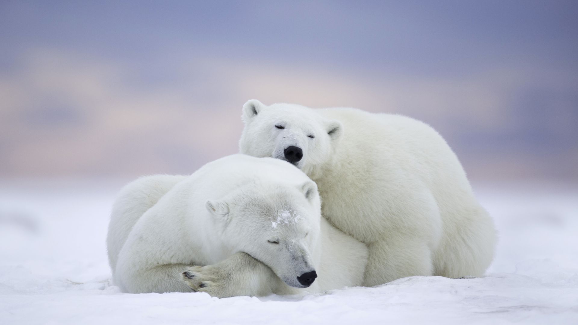 Wallpaper Polar bear, cold snow, predator, pair, 5k