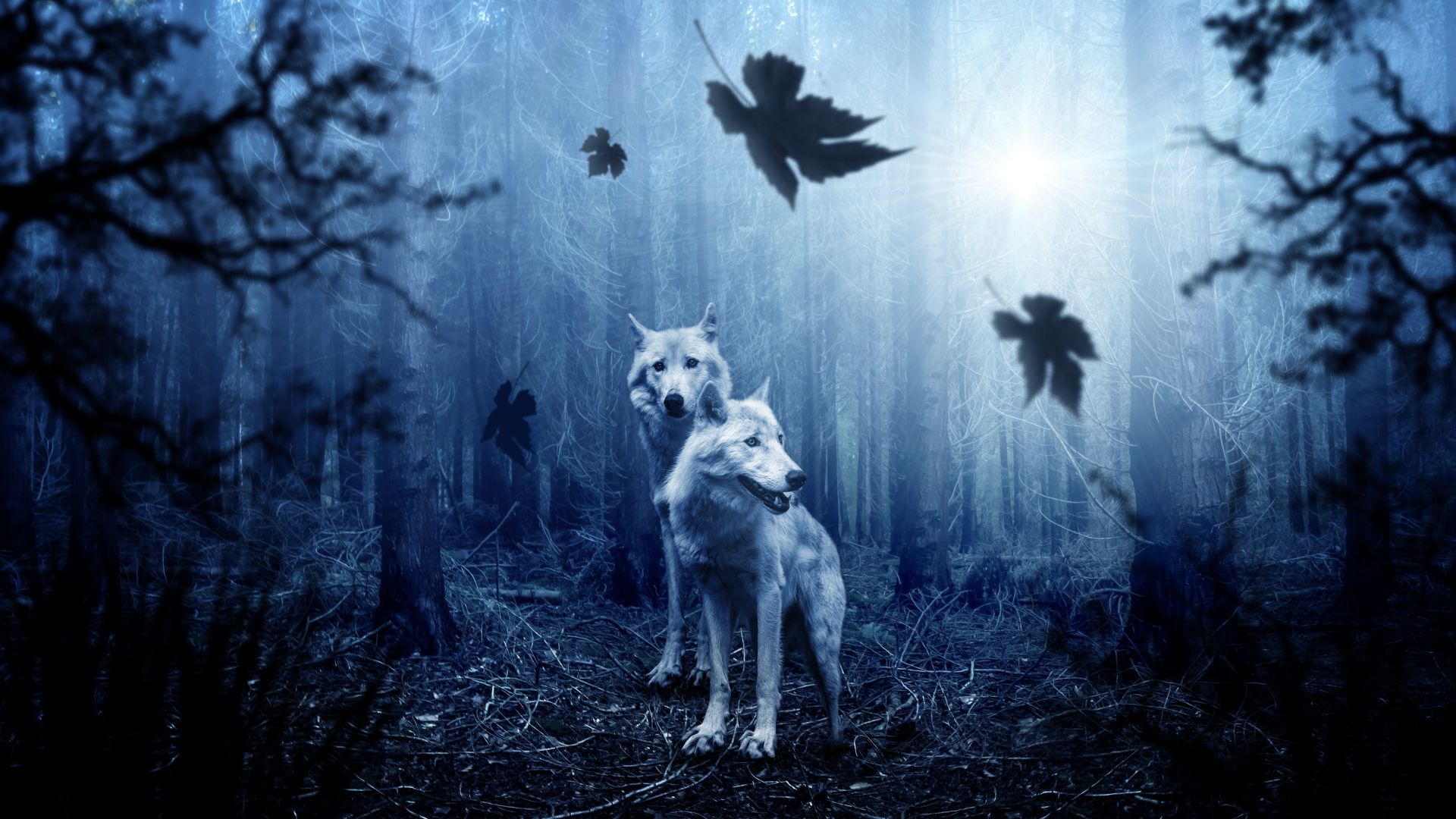 Wallpaper Wolf, animals, predator, forest, 5k