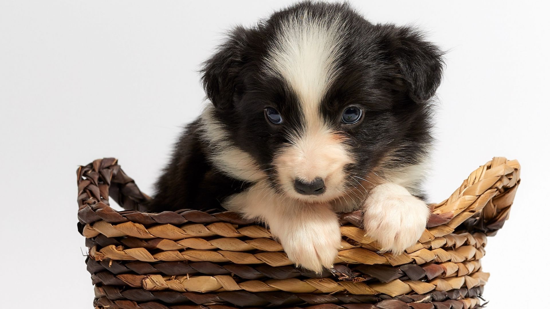 Wallpaper Cute, pet, puppy, basket