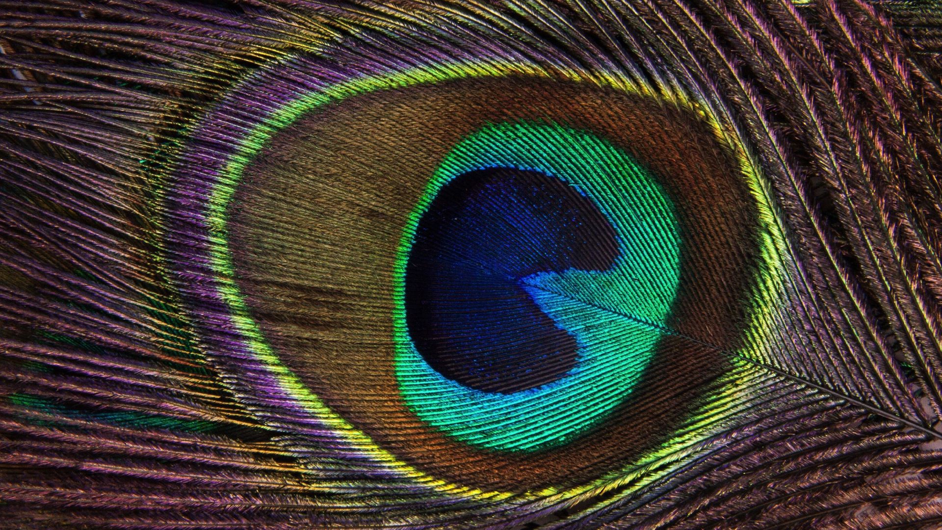 Wallpaper Peacock, feather, colorful, close up, 4k