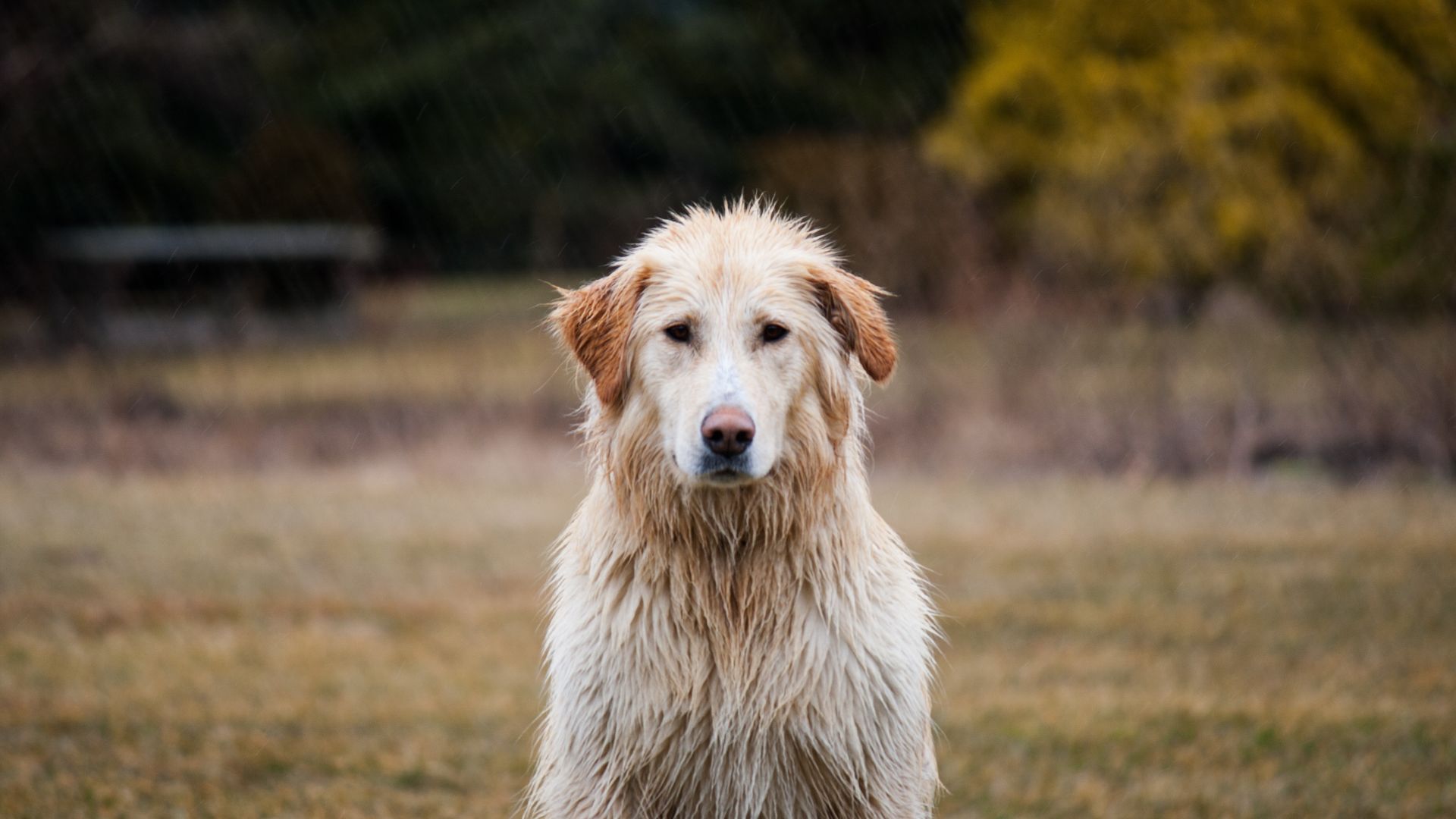 Wallpaper Labrador retriever, dog, calm, wet, 4k