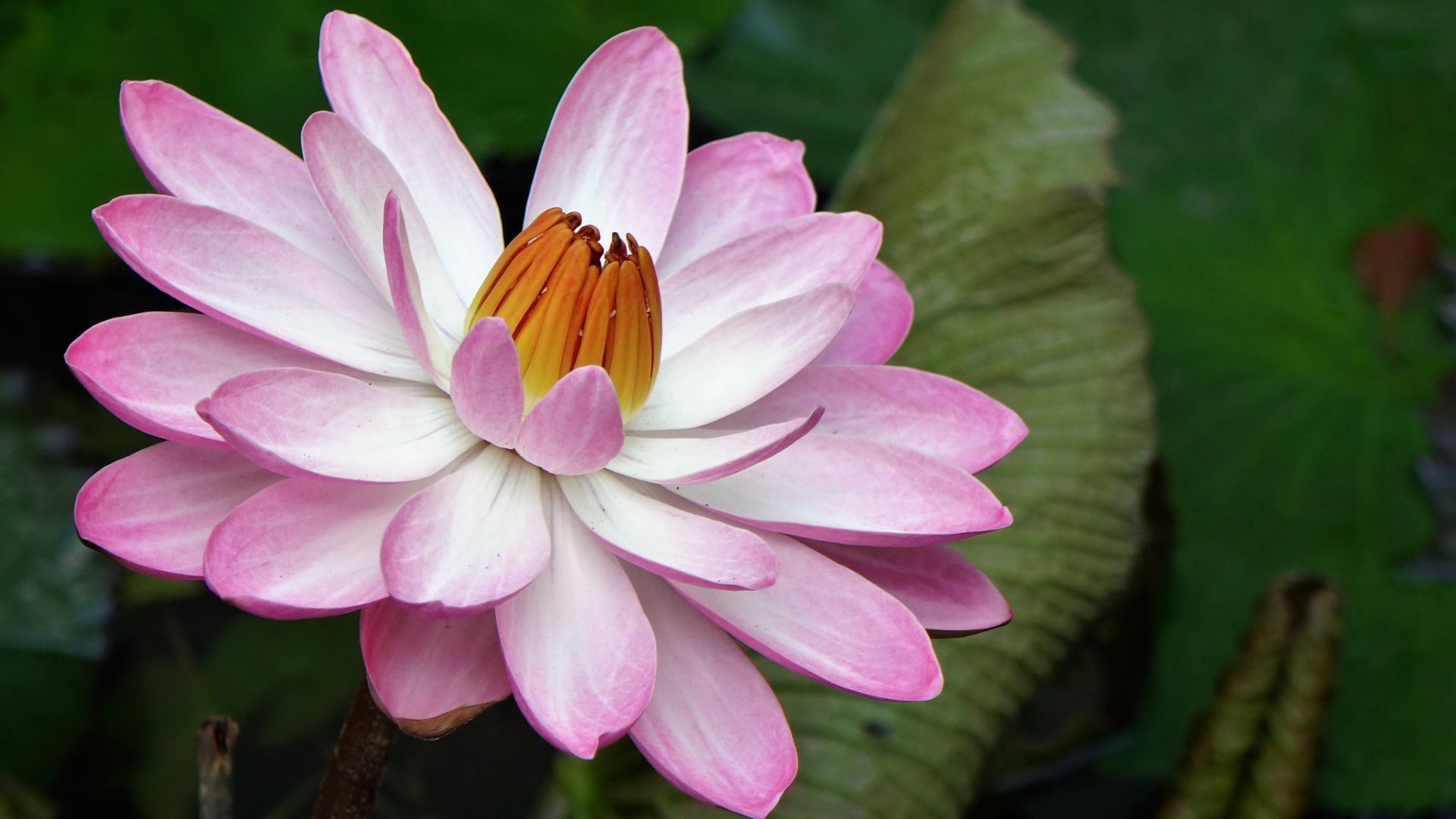 Wallpaper Water lily, pink flower, petals