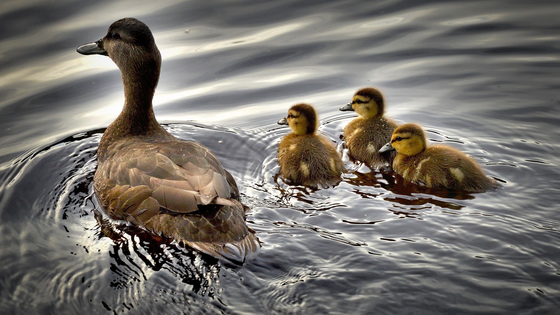 Wallpaper Duck, ducklings, water birds, swim