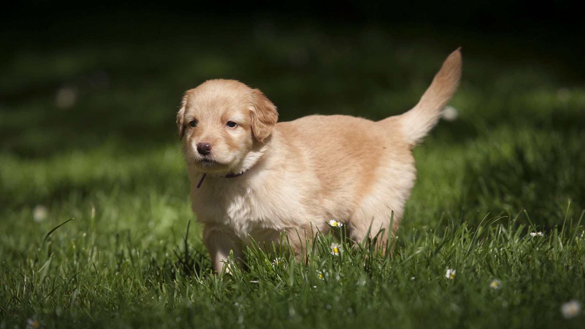Wallpaper Cute, adorable, golden puppy, grass, 4k