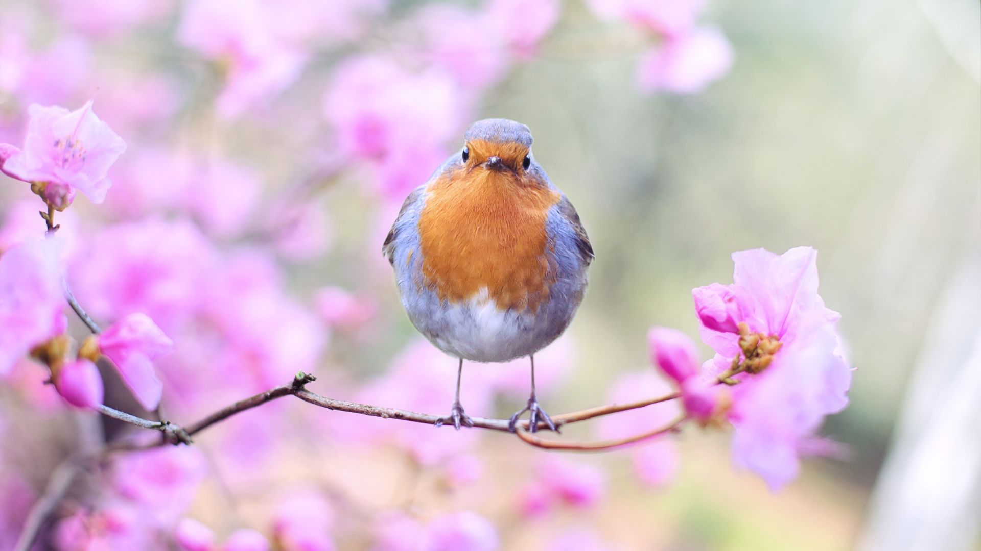 Wallpaper Spring, bird, European robin, blossom