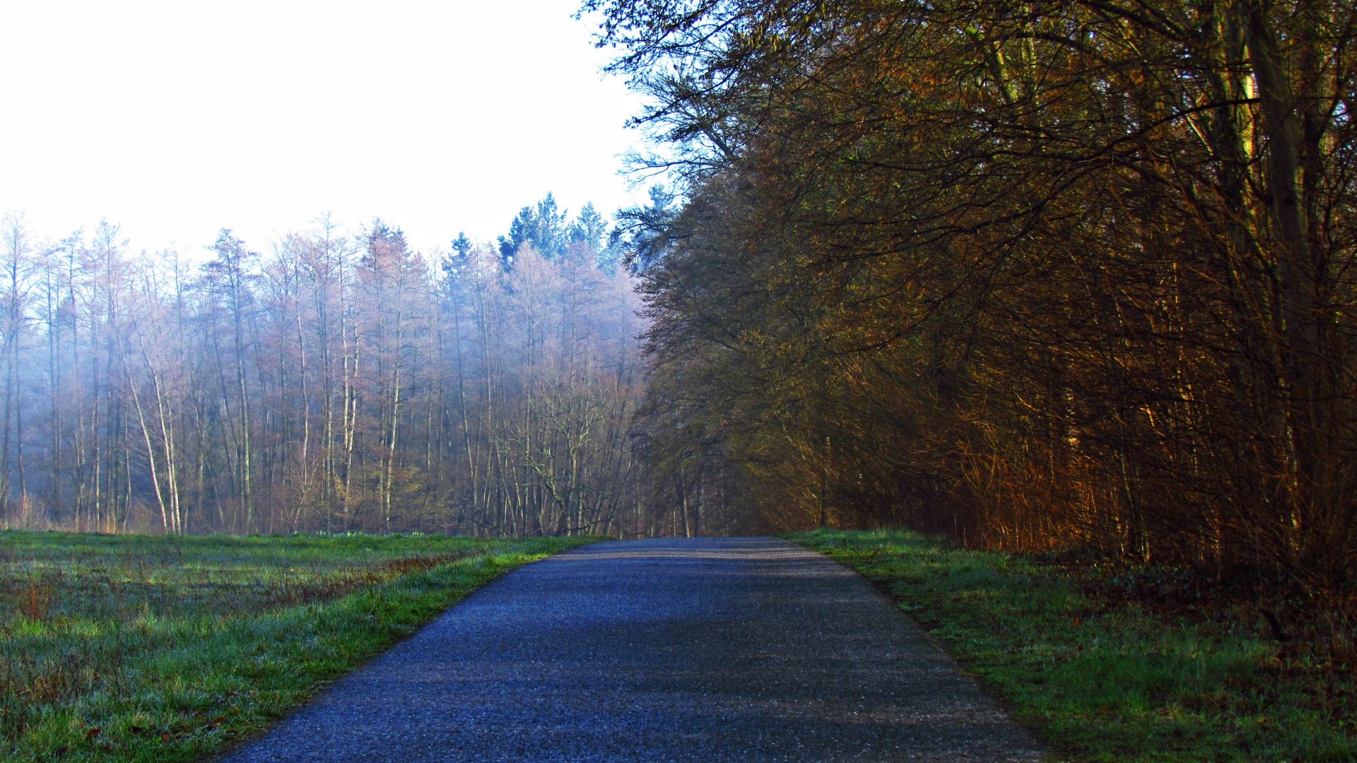 Wallpaper Road, forest, mist, fog, tree, landscape