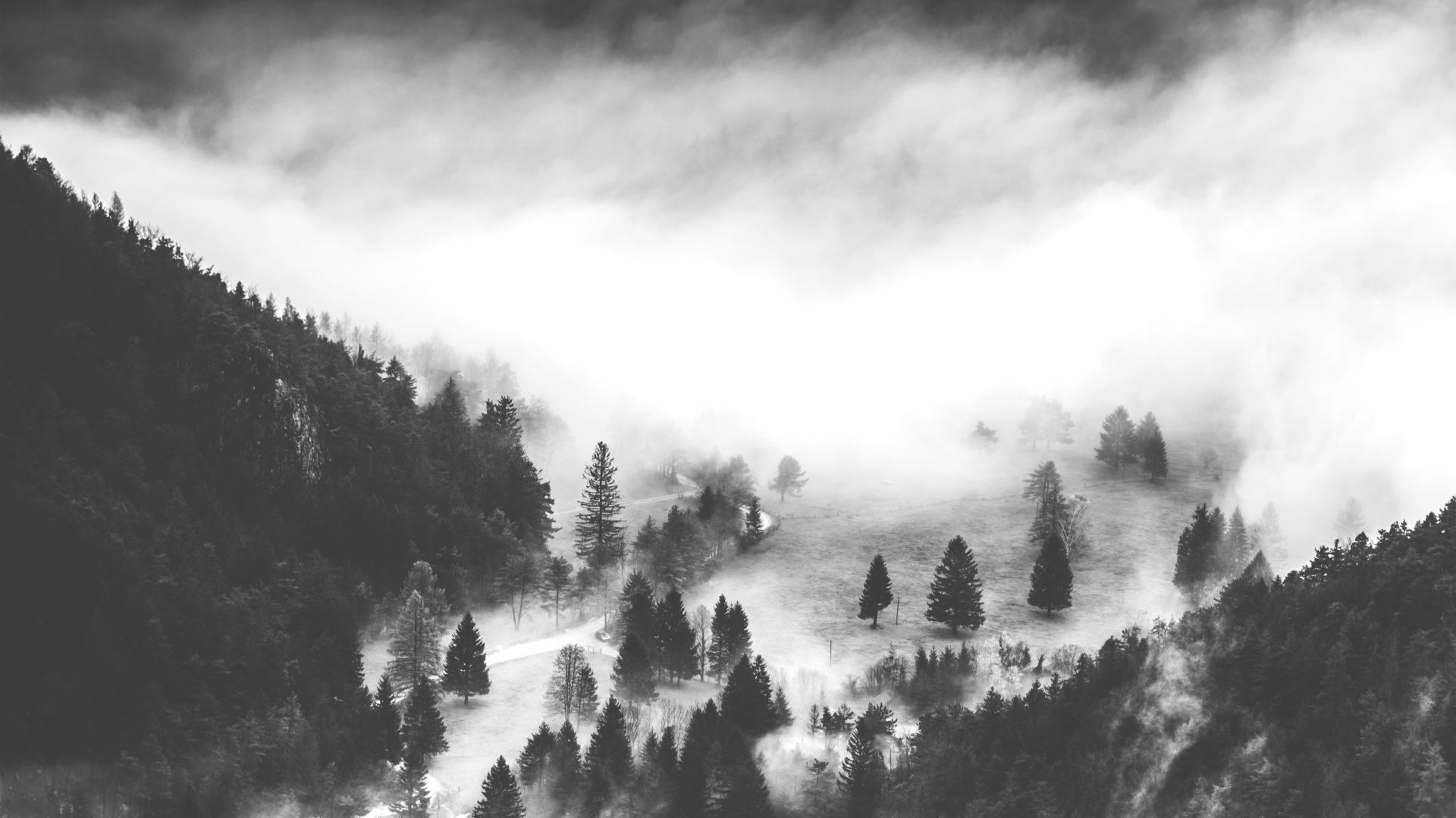 Wallpaper Valley, mist, fog, forest, monochrome