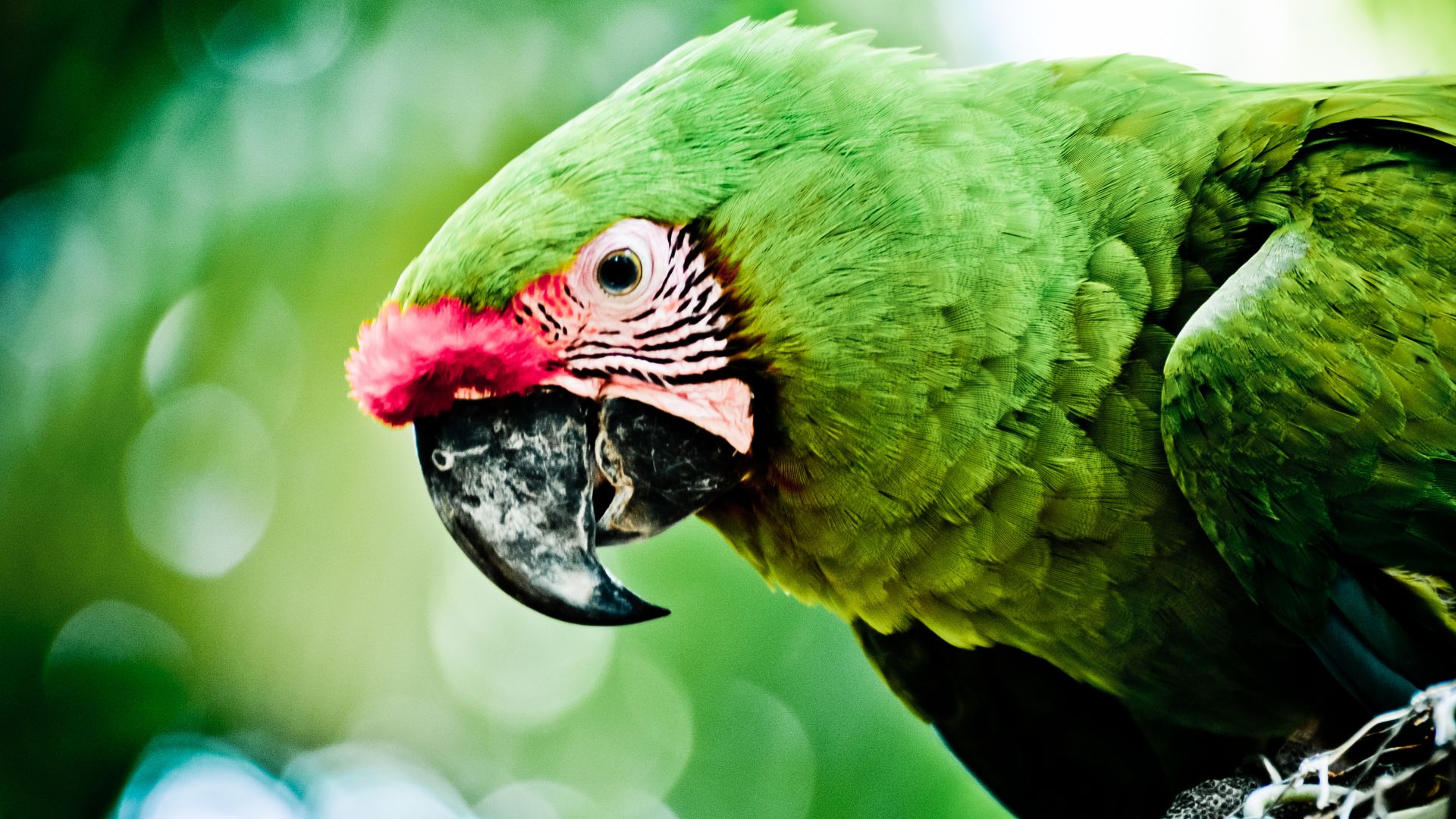 Wallpaper Caribbean, green parrot, bird, beak