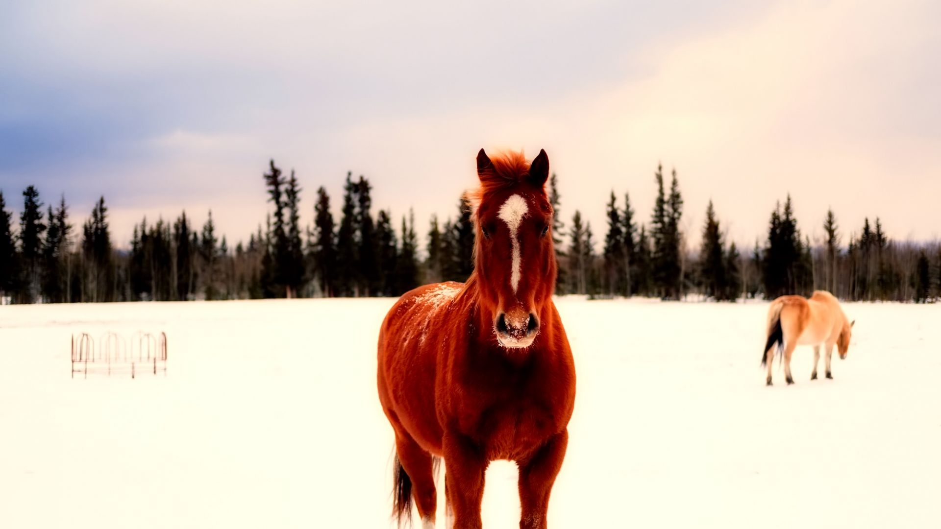 Wallpaper Canadian horses, winter, brown animal
