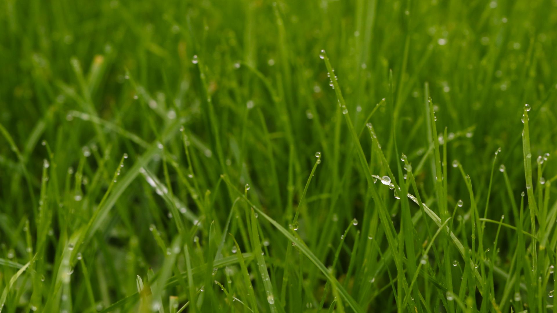 Wallpaper Green grass, water drops, 4k