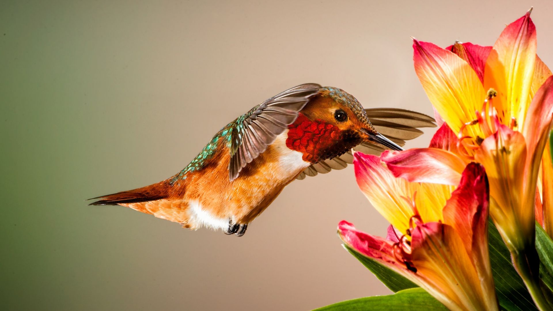Wallpaper Close up, shot, flowers, hummingbird