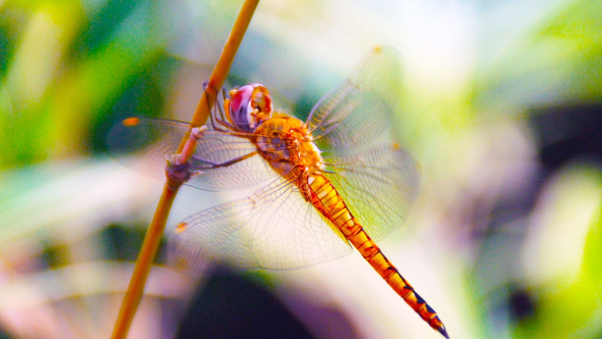 Wallpaper Dragonfly, insect, blur, close up
