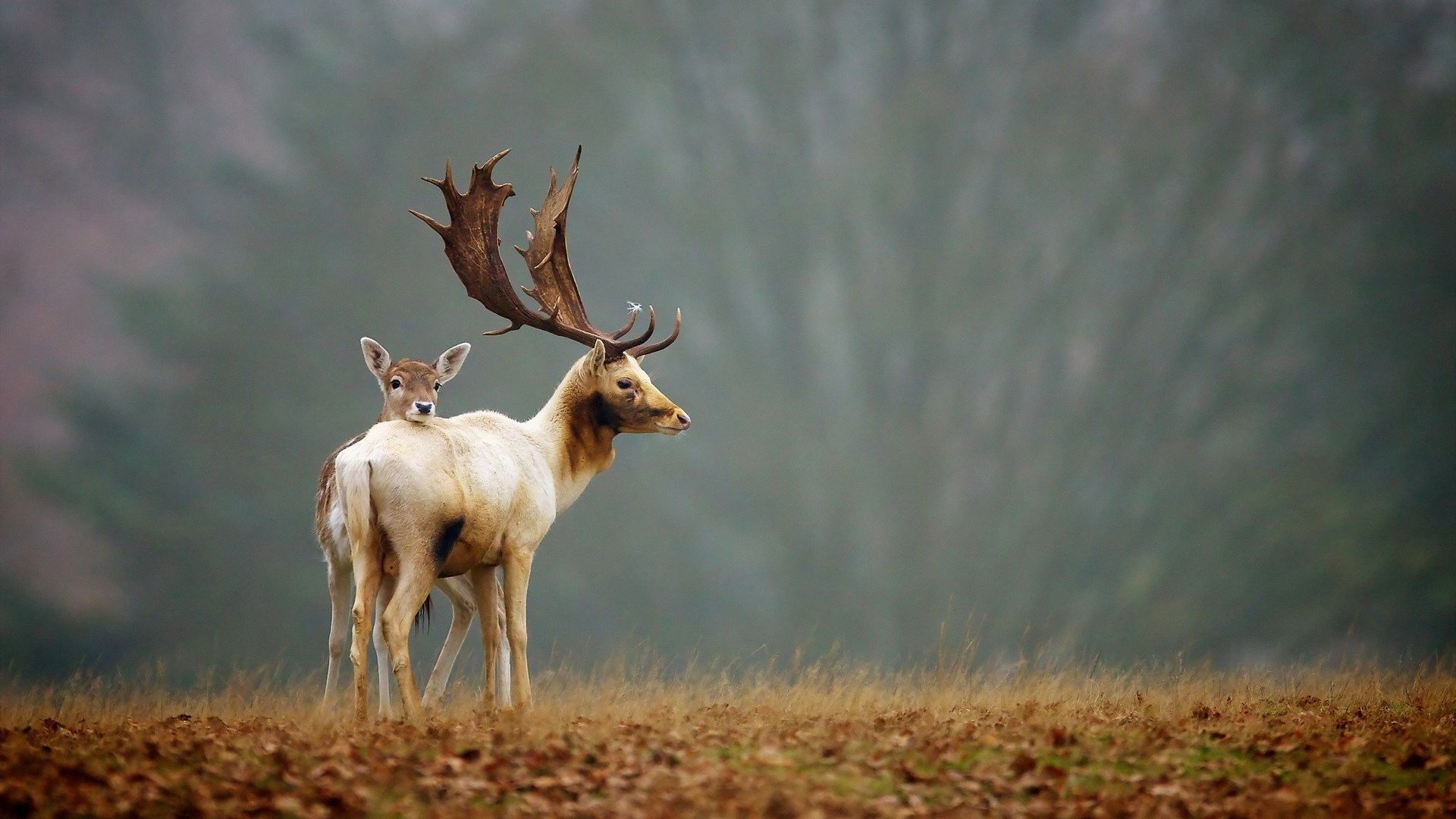Wallpaper Reindeer, animal, young deer, horns