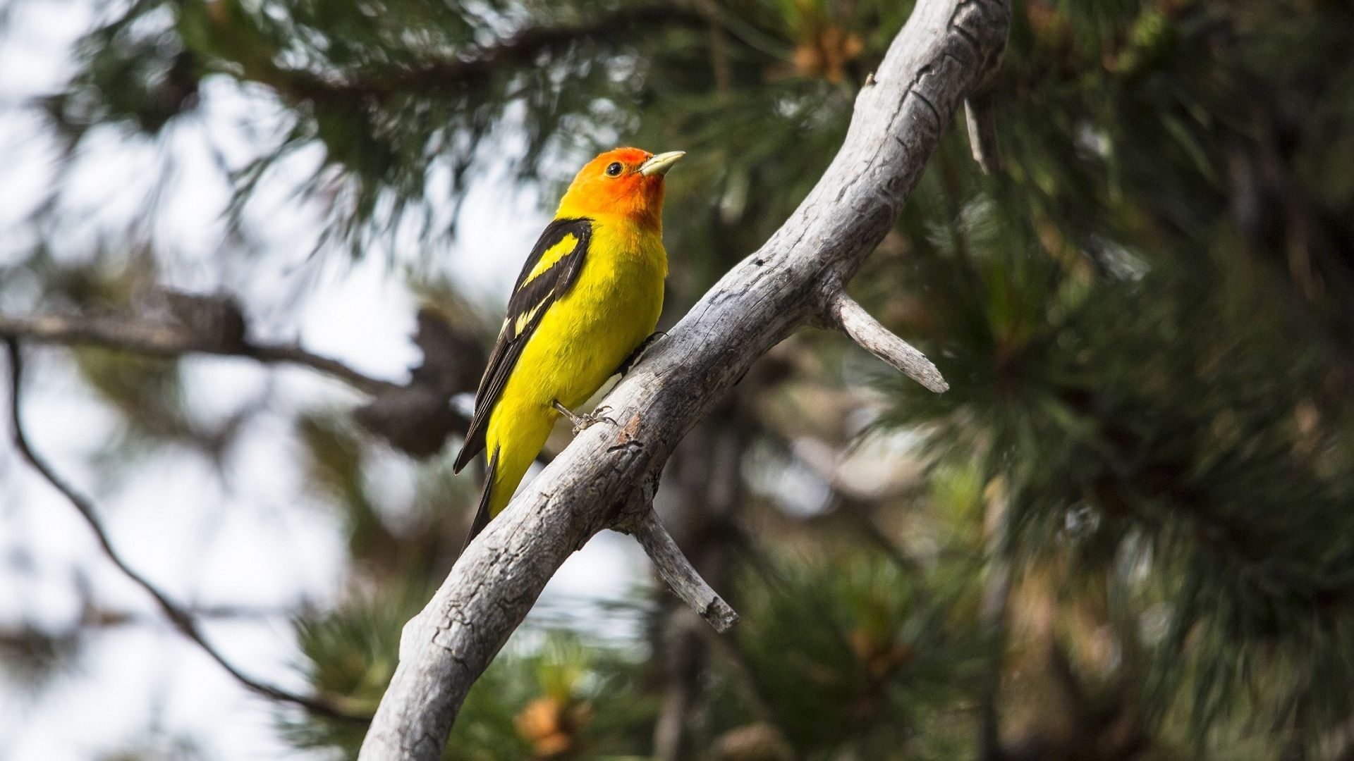 Wallpaper Tanager bird, small bird, yellow, cute