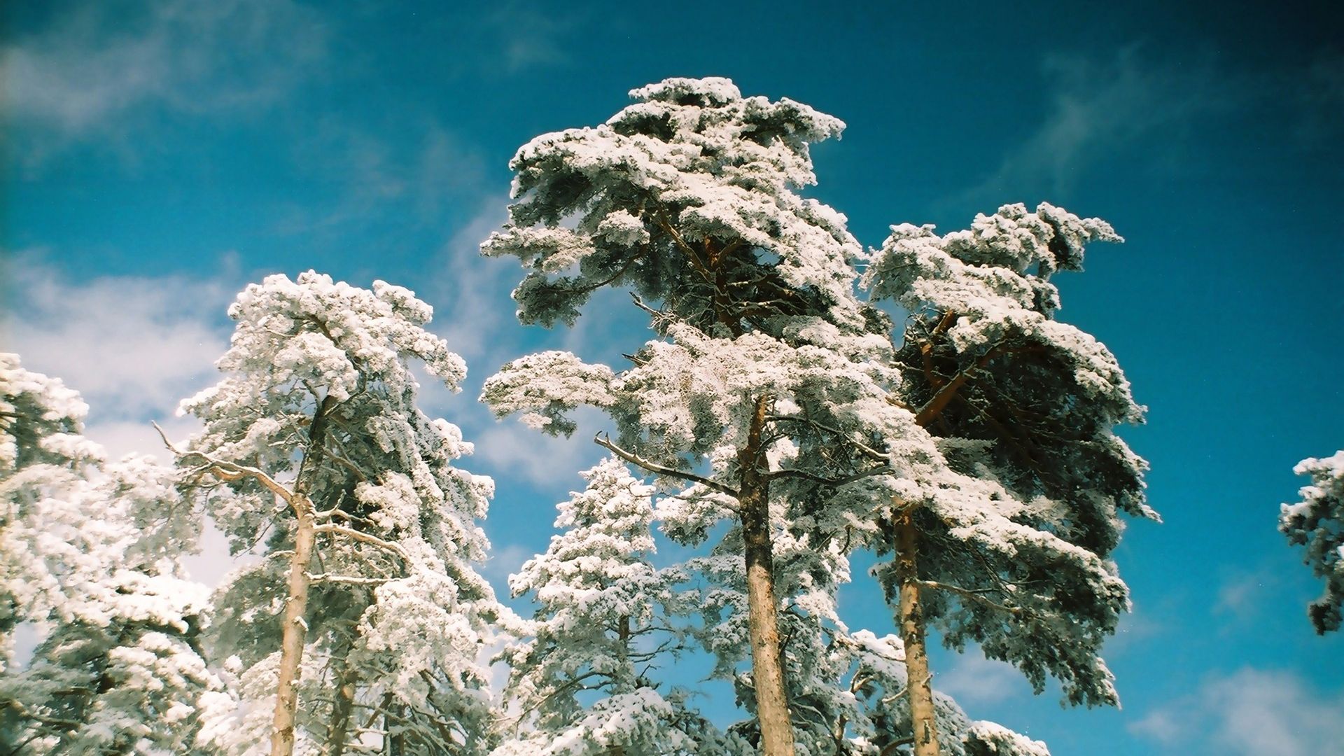 Wallpaper Pine trees in winter