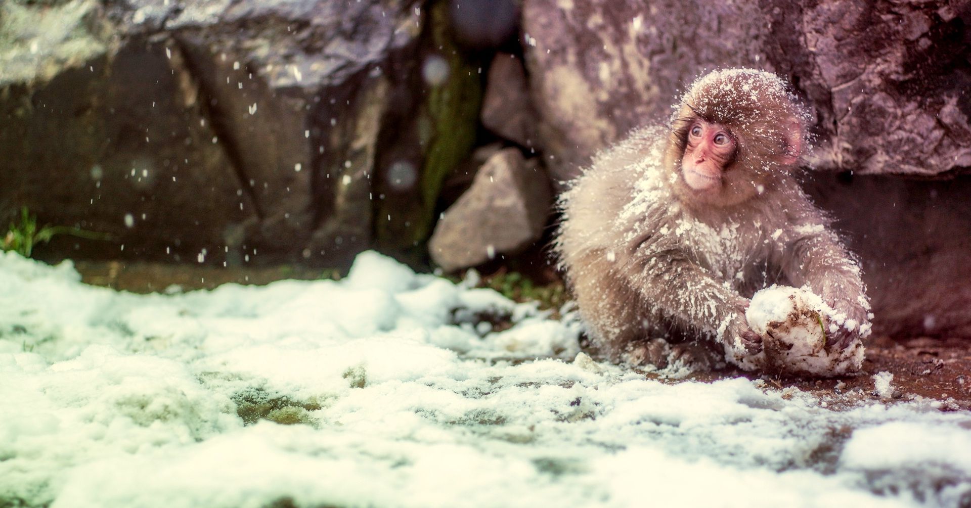 Wallpaper Young Japanese macaque, monkey, winter, snow, play