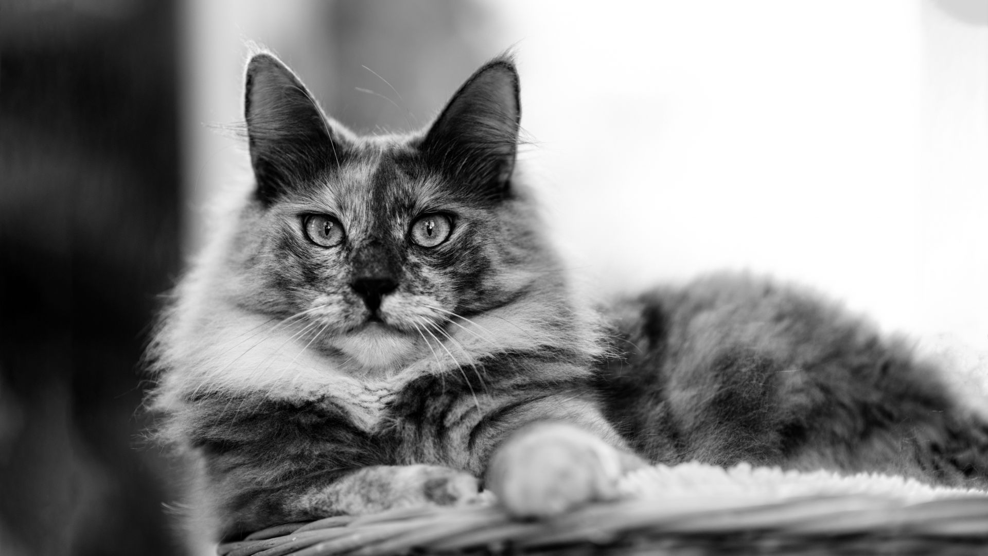 Wallpaper Cat, sit, basket, stare, monochrome
