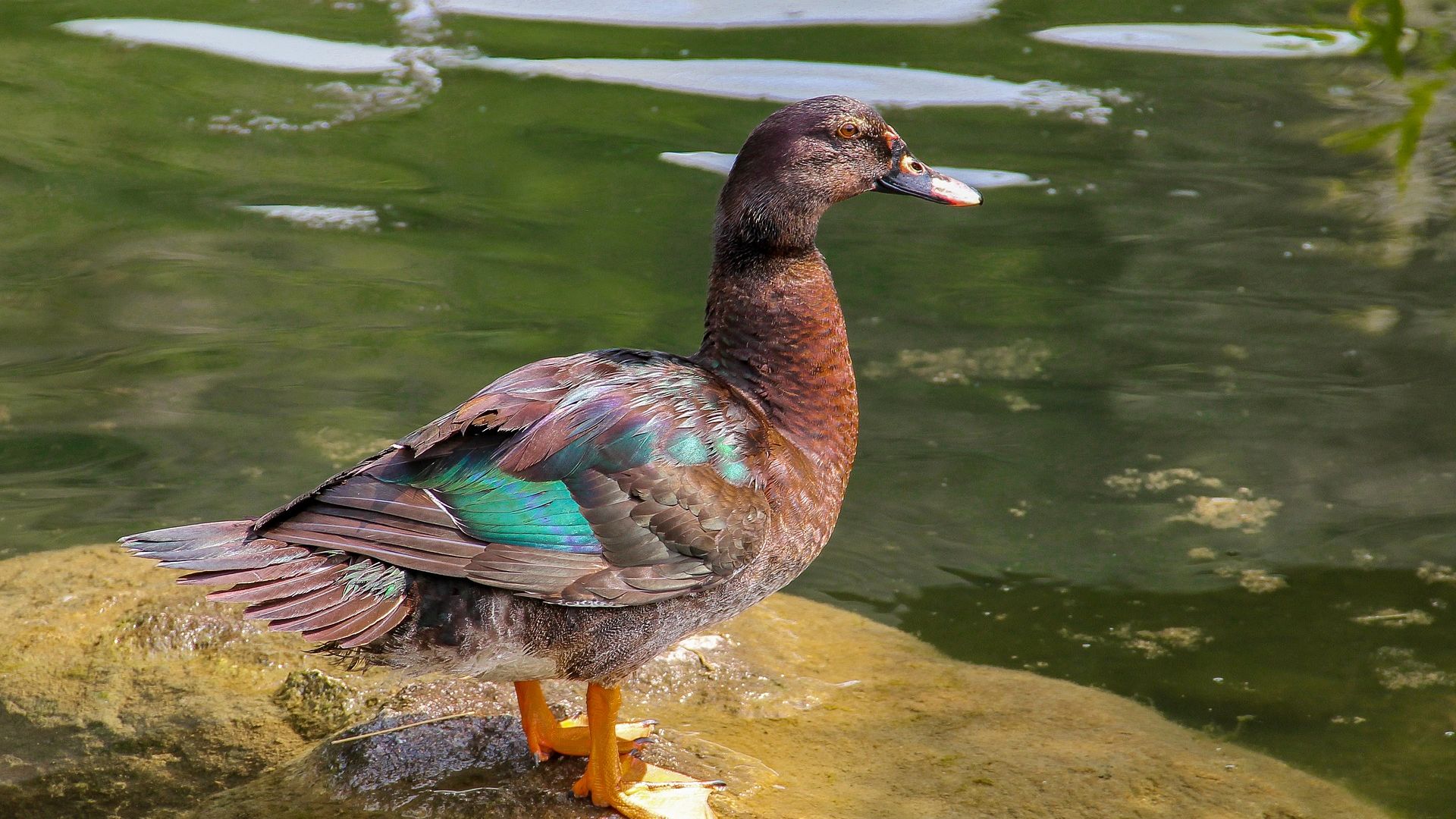 Wallpaper Duck, bird at lake, stand