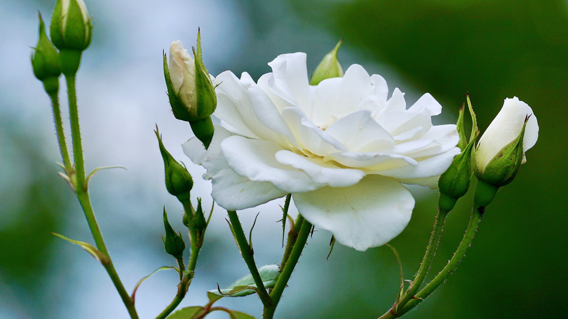 Wallpaper White rose, flower, small buds