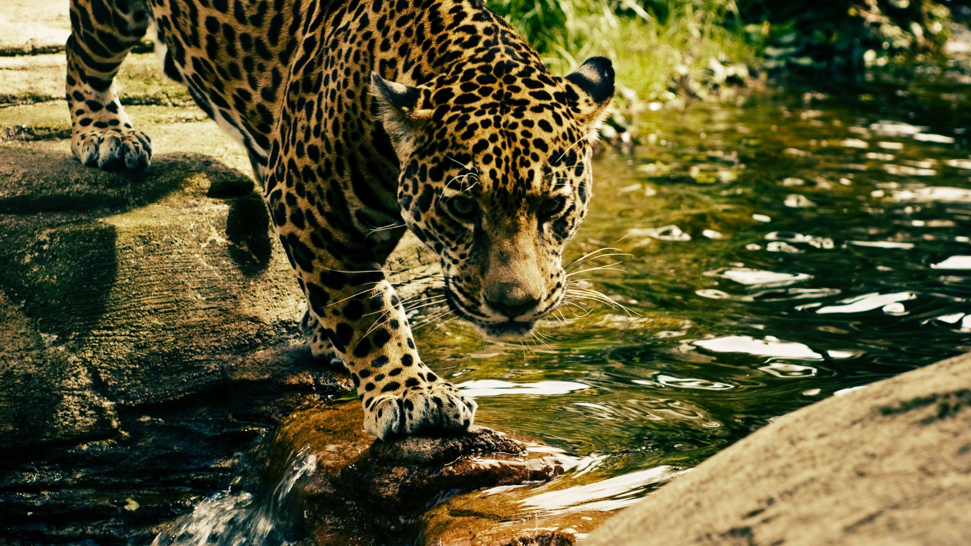 Wallpaper Predator, jungle, wild animal, leopard, 4k