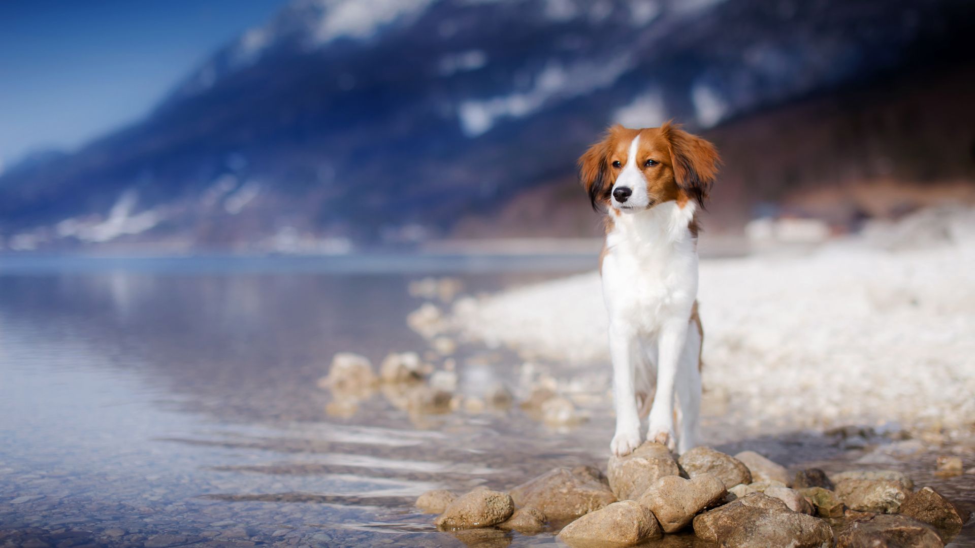 Wallpaper Dog at lake, nature, portrait