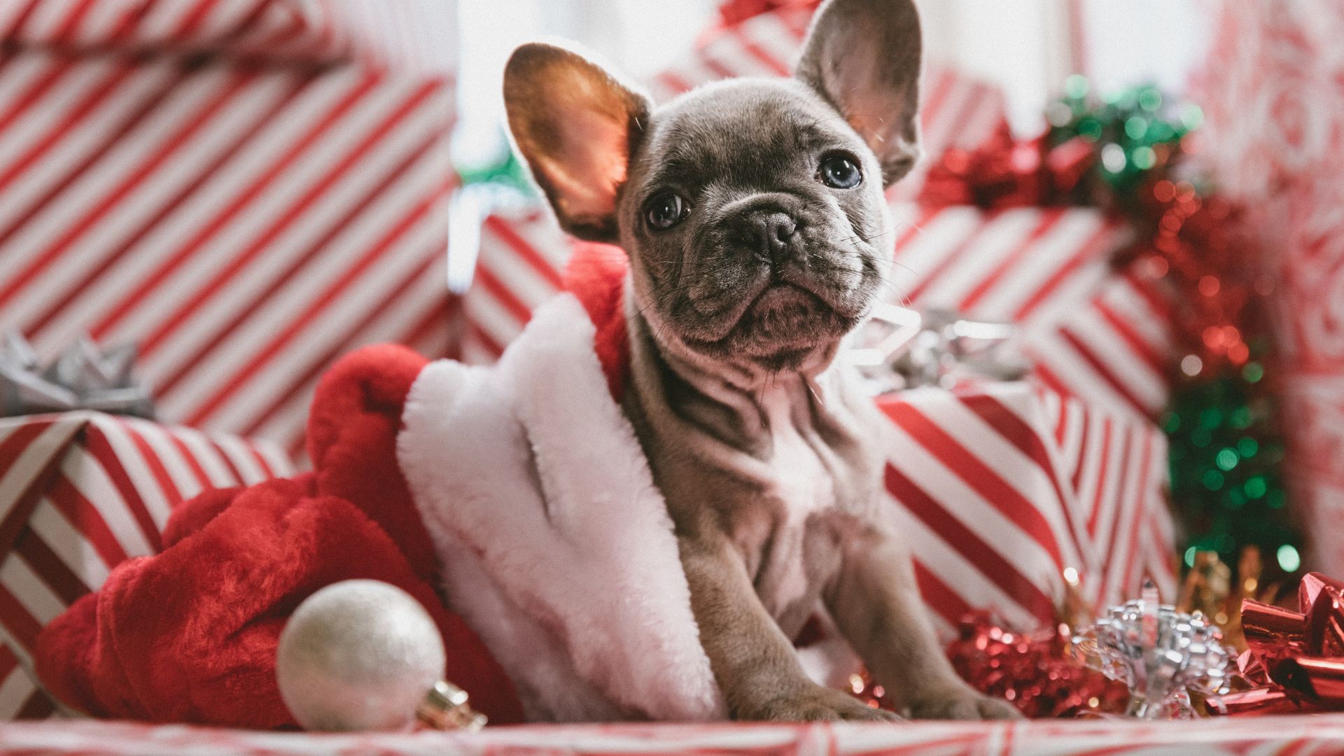 Wallpaper Dog, cute, bulldog, christmas, holiday, 5k