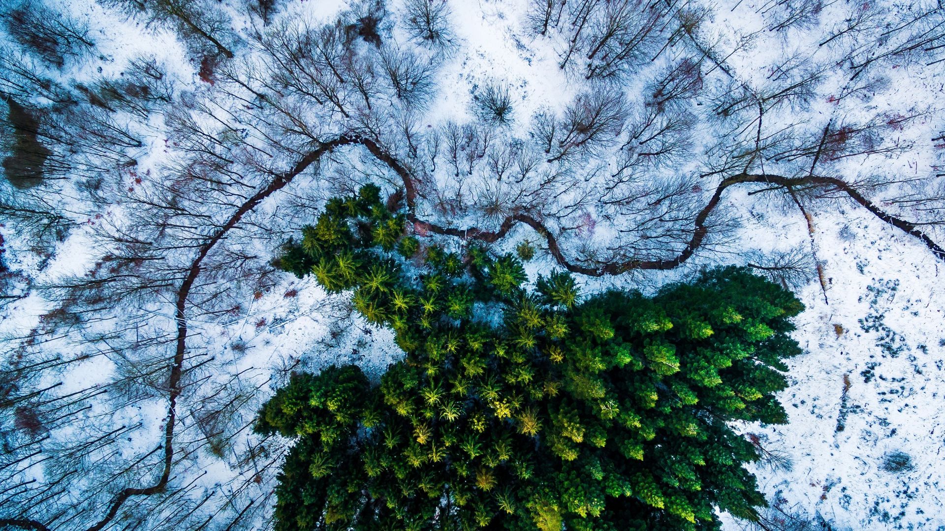 Wallpaper Aerial view, trees, winter