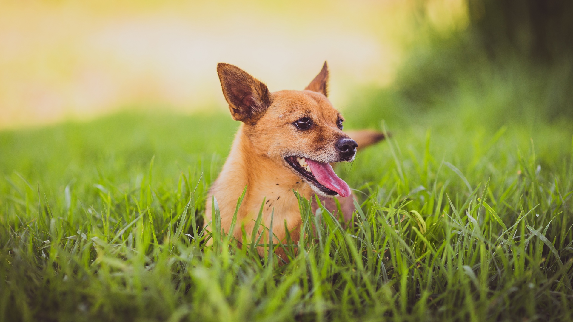 Wallpaper Dog, protruding, grass