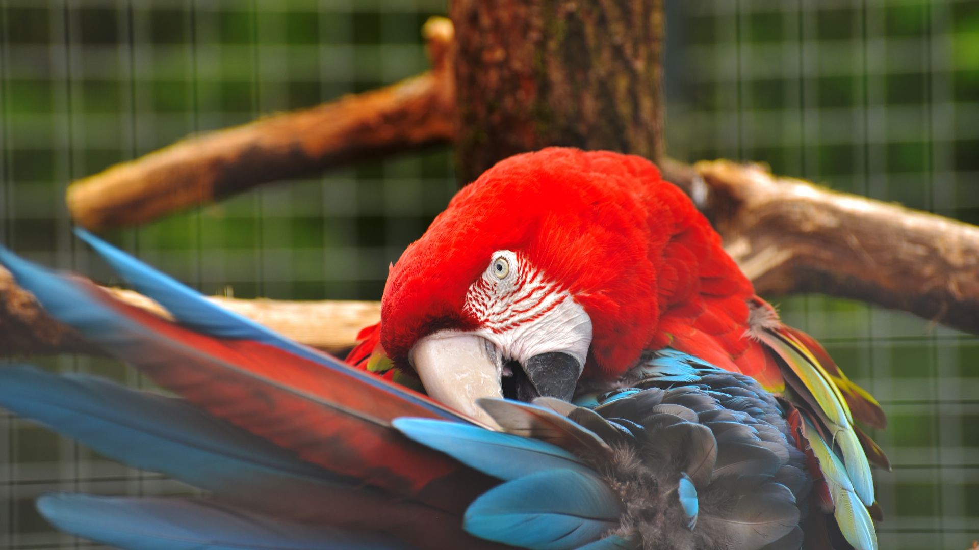 Wallpaper Red blue parrot, macaw, colorful bird