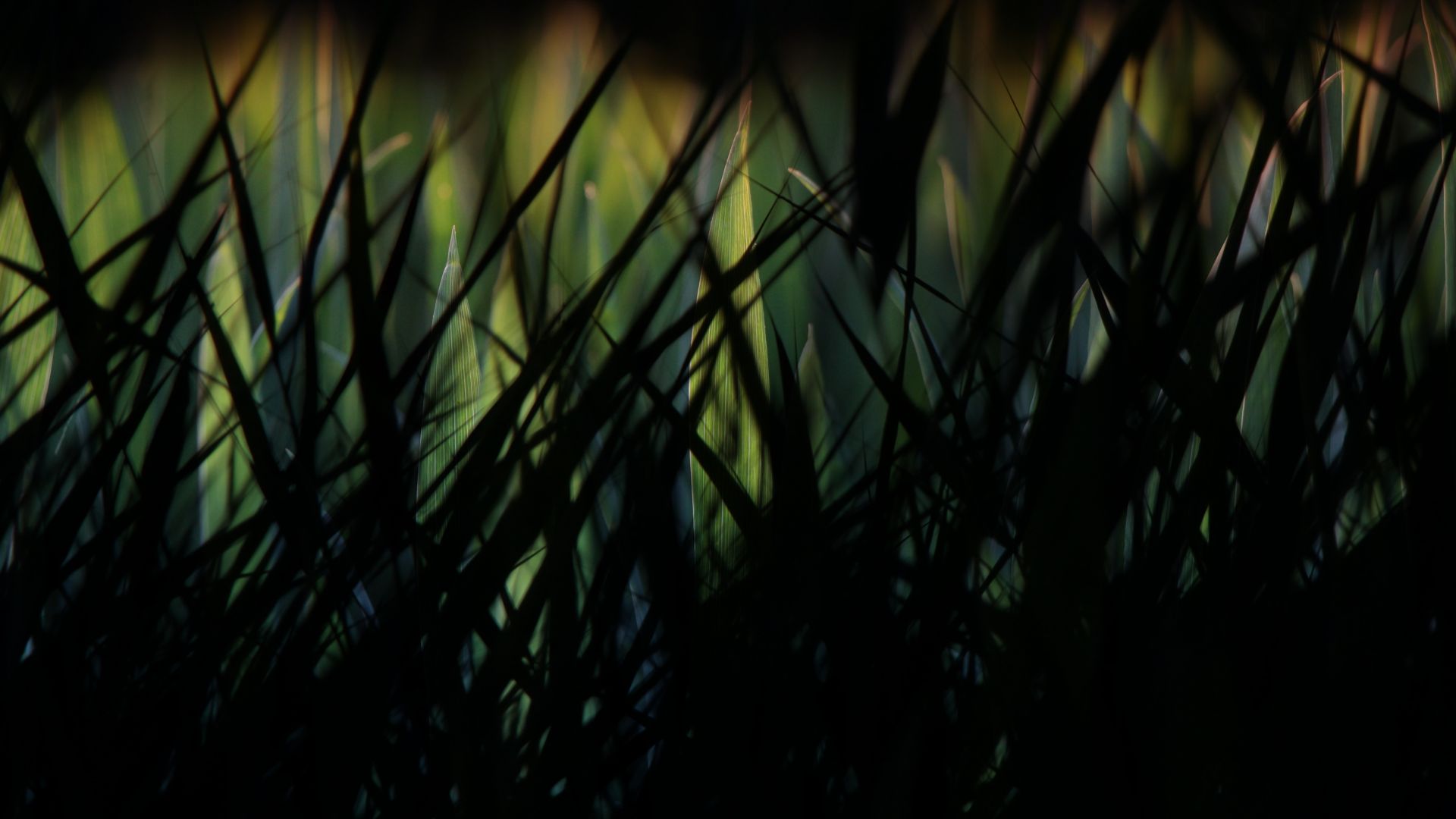 Wallpaper Grass, dark, night, grass threads