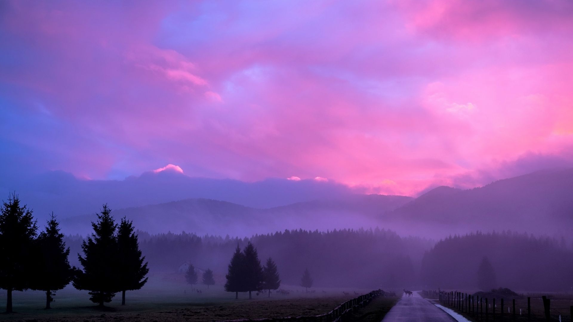 Wallpaper Misty, fog, pink, sunset, horizon, nature, trees