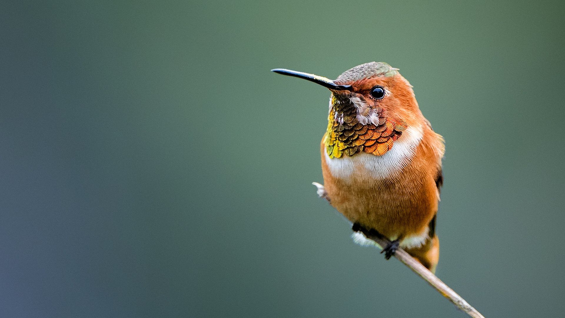 Wallpaper Hummingbird, adorable bird, cute, colorful