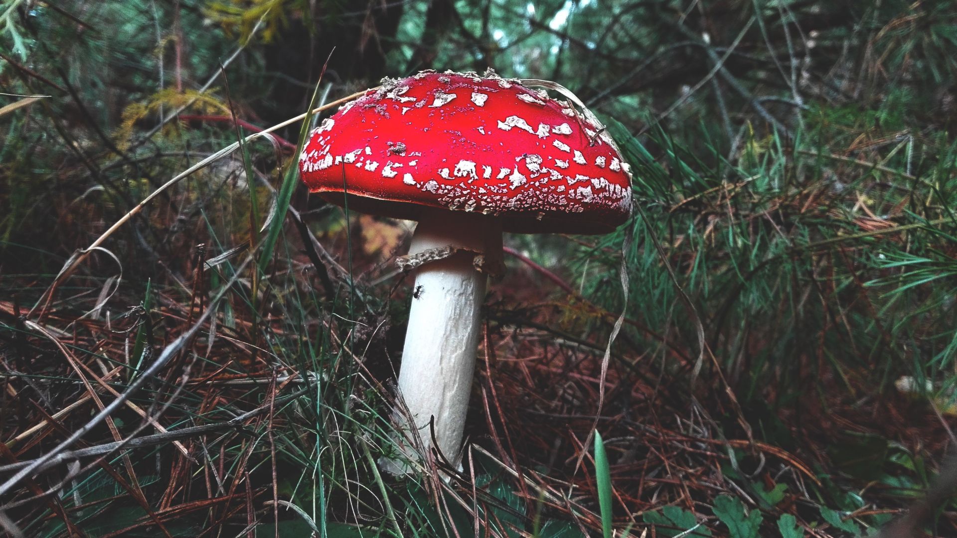 Wallpaper Wild mushroom