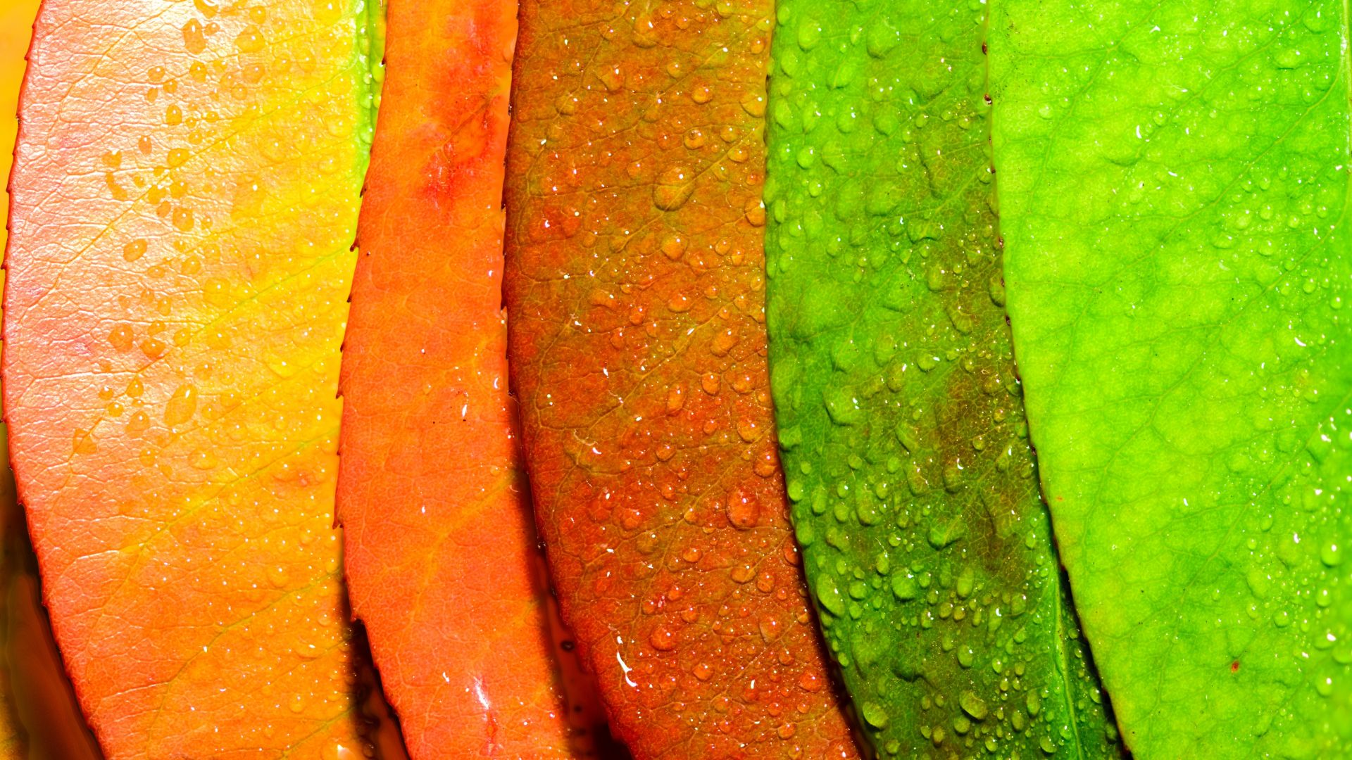 Wallpaper Colorful, leaves, water drops