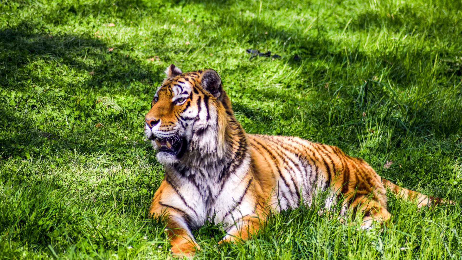 Wallpaper Predator, big cat, tiger, sitting, grass