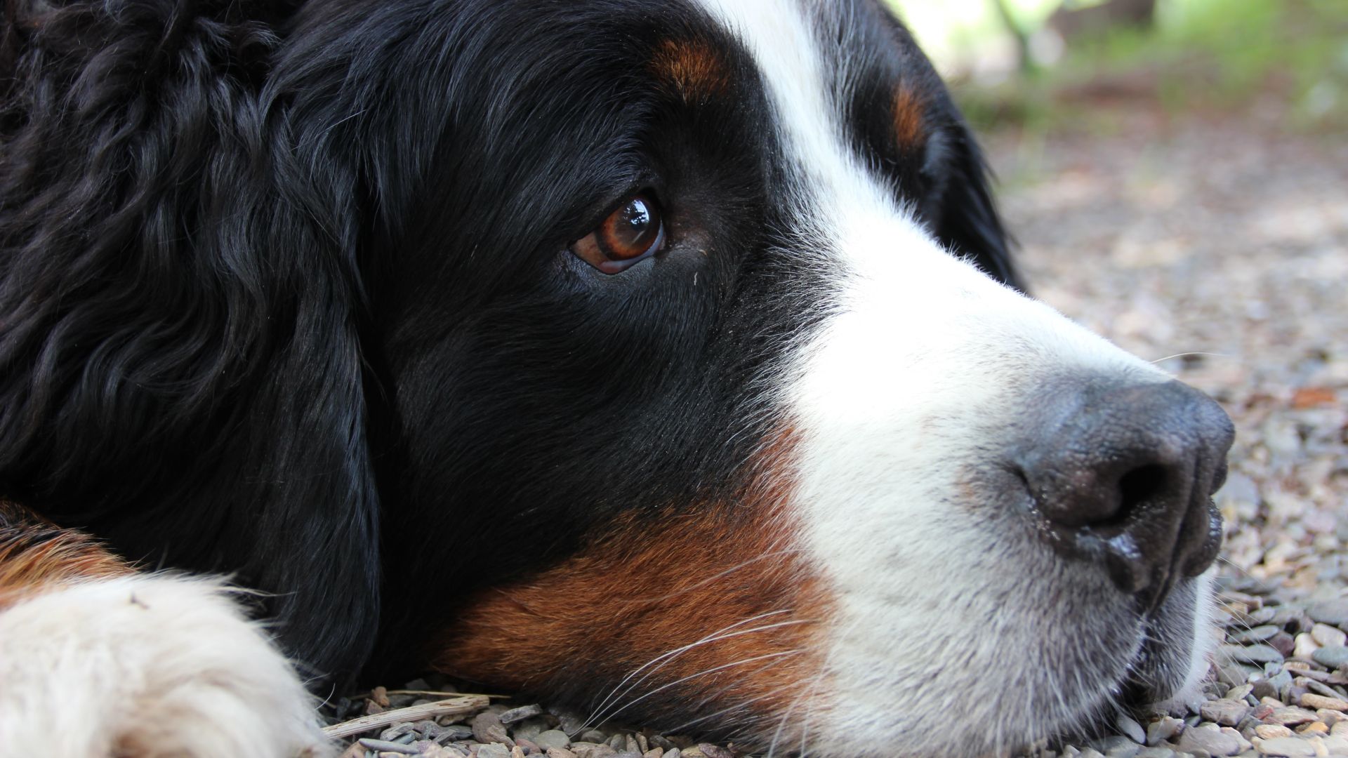 Wallpaper Bernese Mountain Dog, relaxed, muzzle