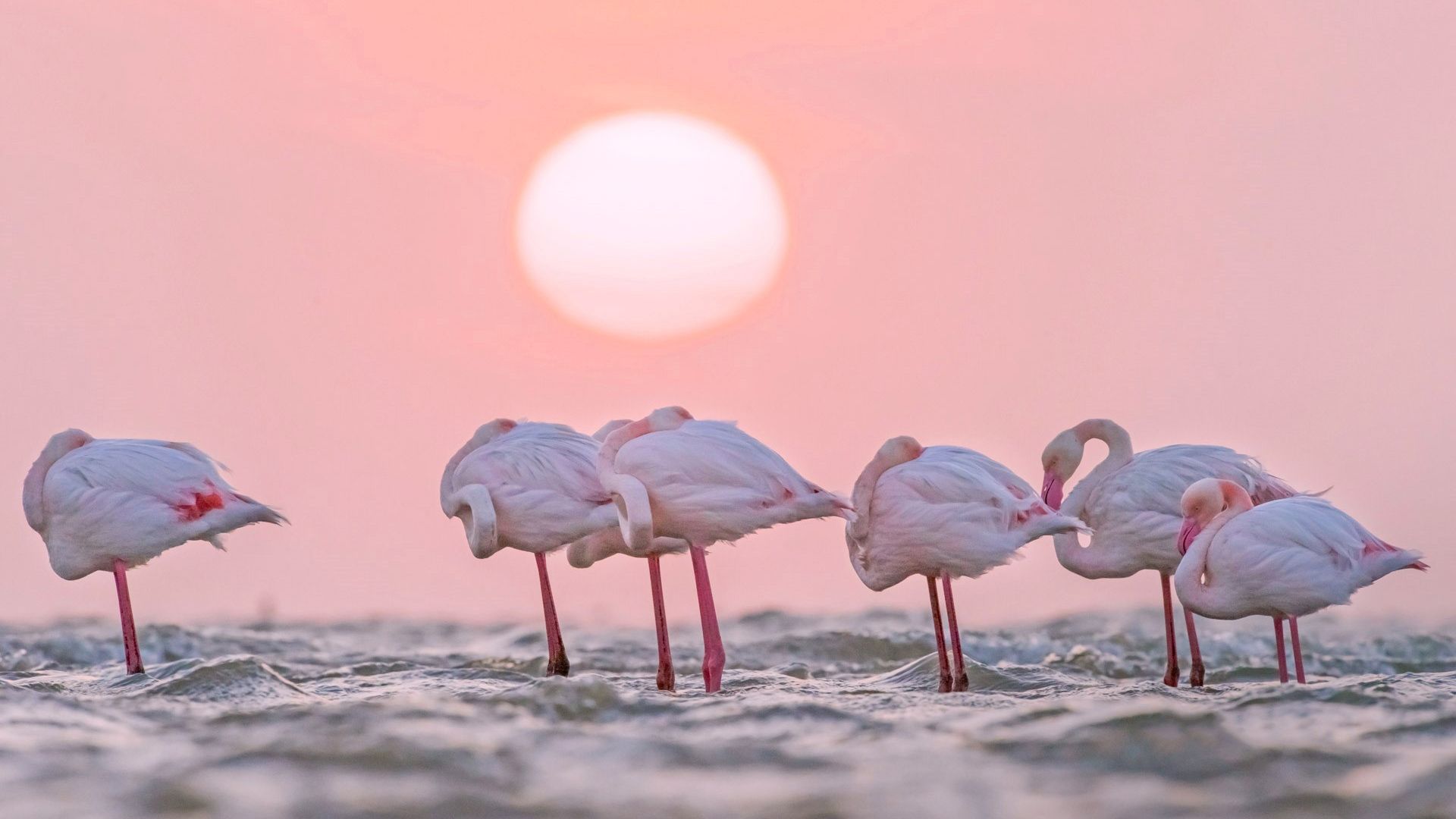 Wallpaper Pink bird, sunset, flamingos