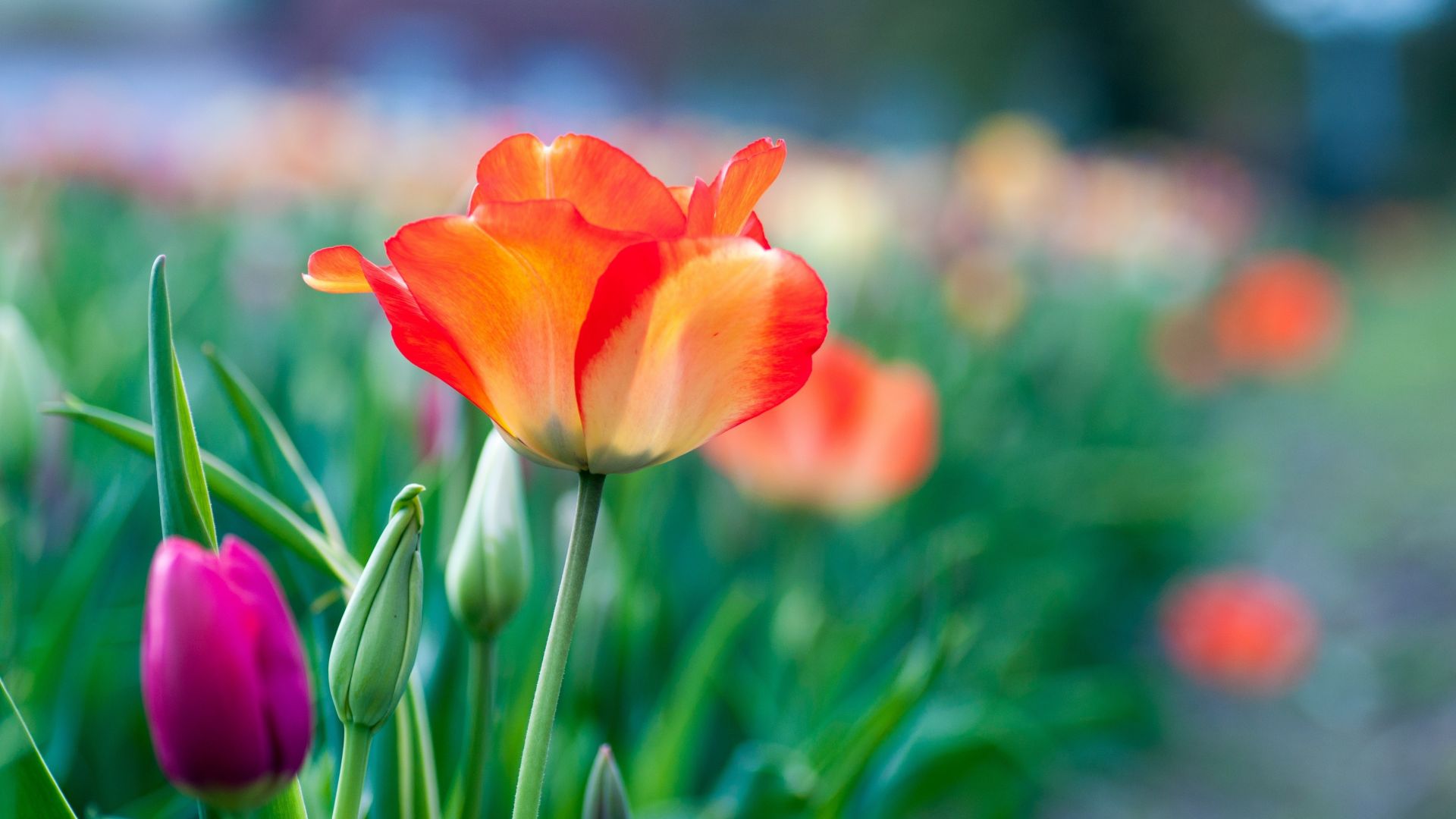 Wallpaper Garden, tulip flowers, blur, 4k