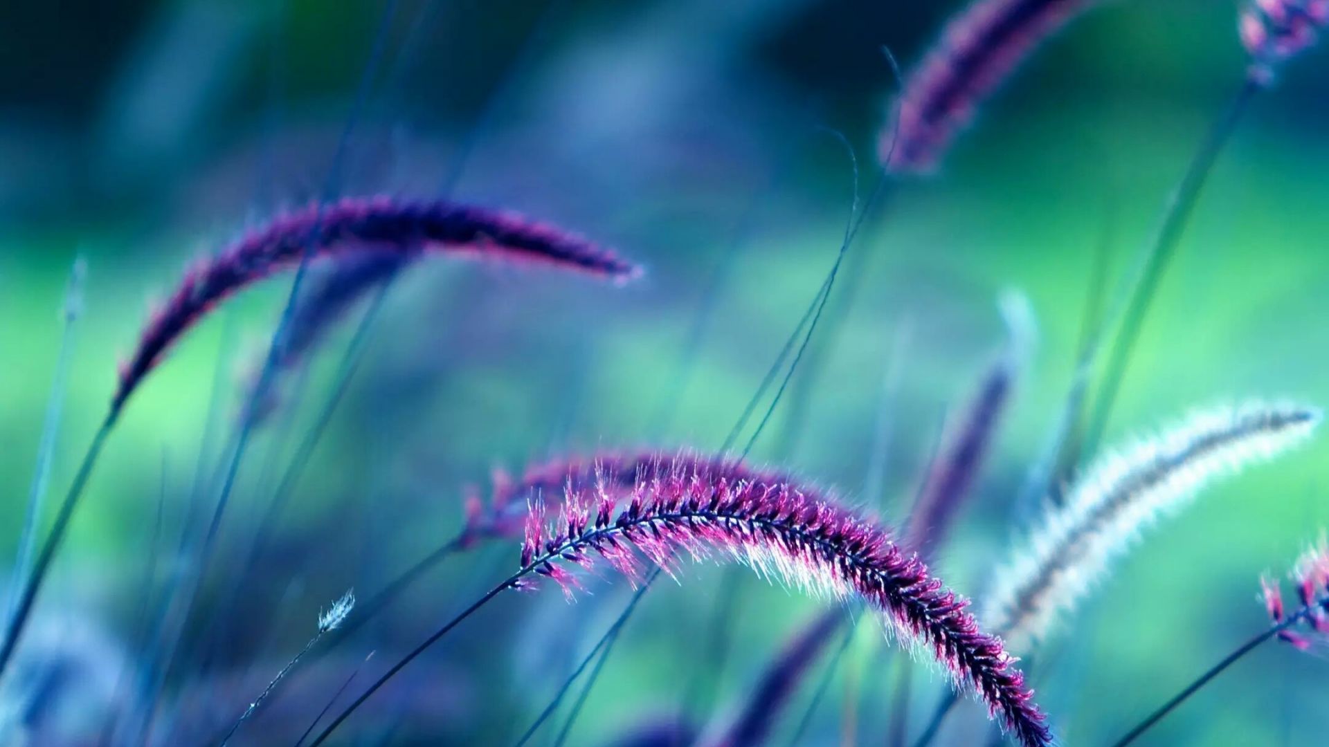 Wallpaper Purple, grass threads, blur, meadow, close up