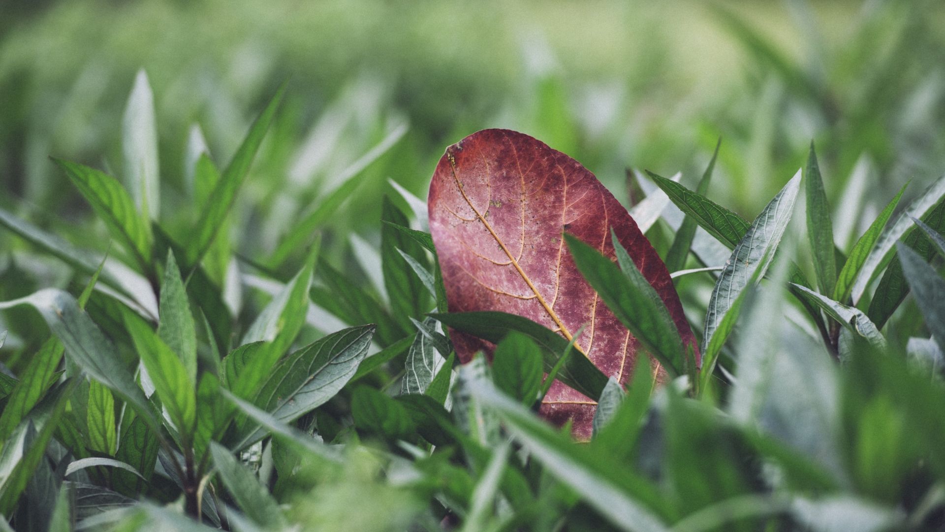 Wallpaper Leaf in grass field, macro, grass