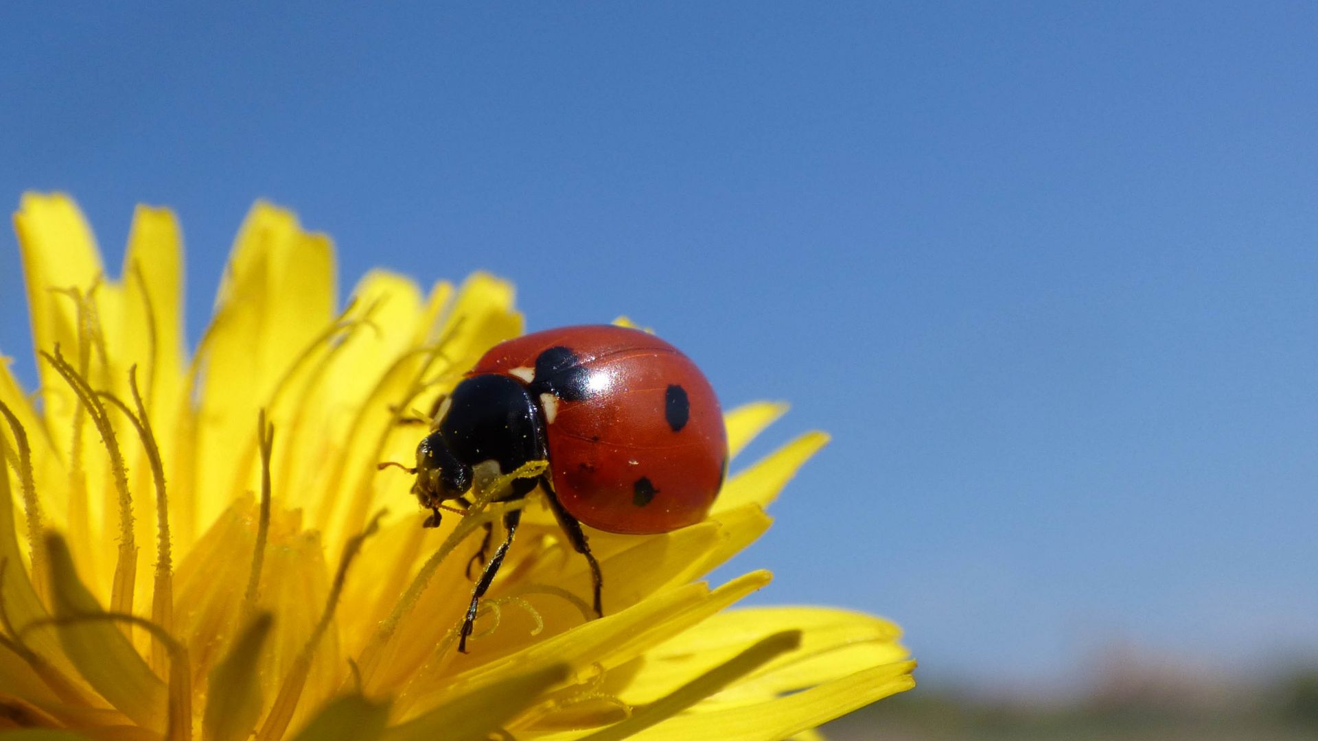 Wallpaper Ladybug, insects, yellow flower, close up