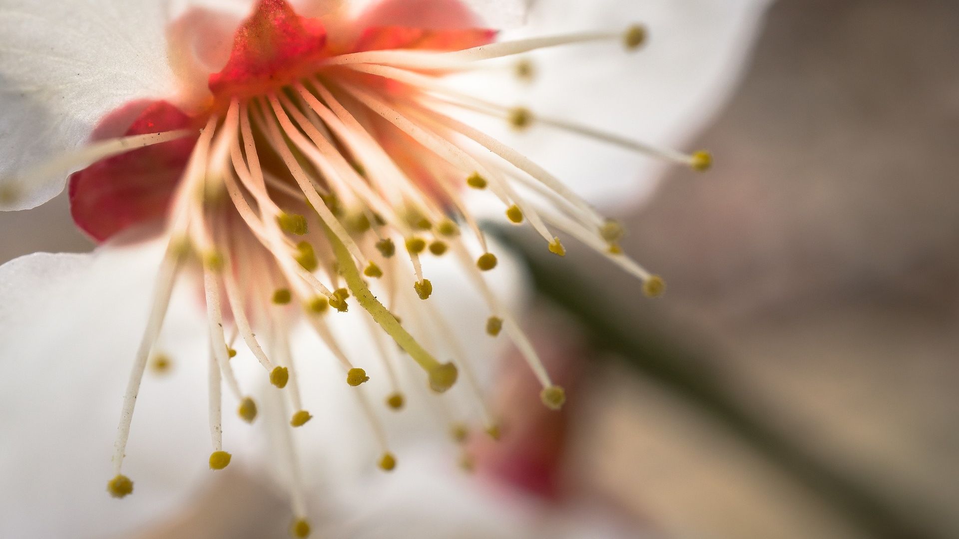 Wallpaper Flower, pollen, close up