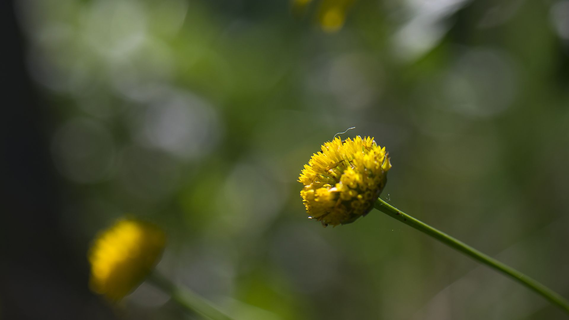 Wallpaper Yellow flower, bud, blur