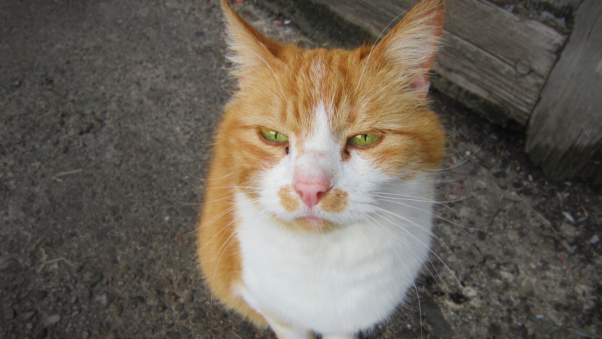 Wallpaper Pet Orange cat, stare, sleepy, animal