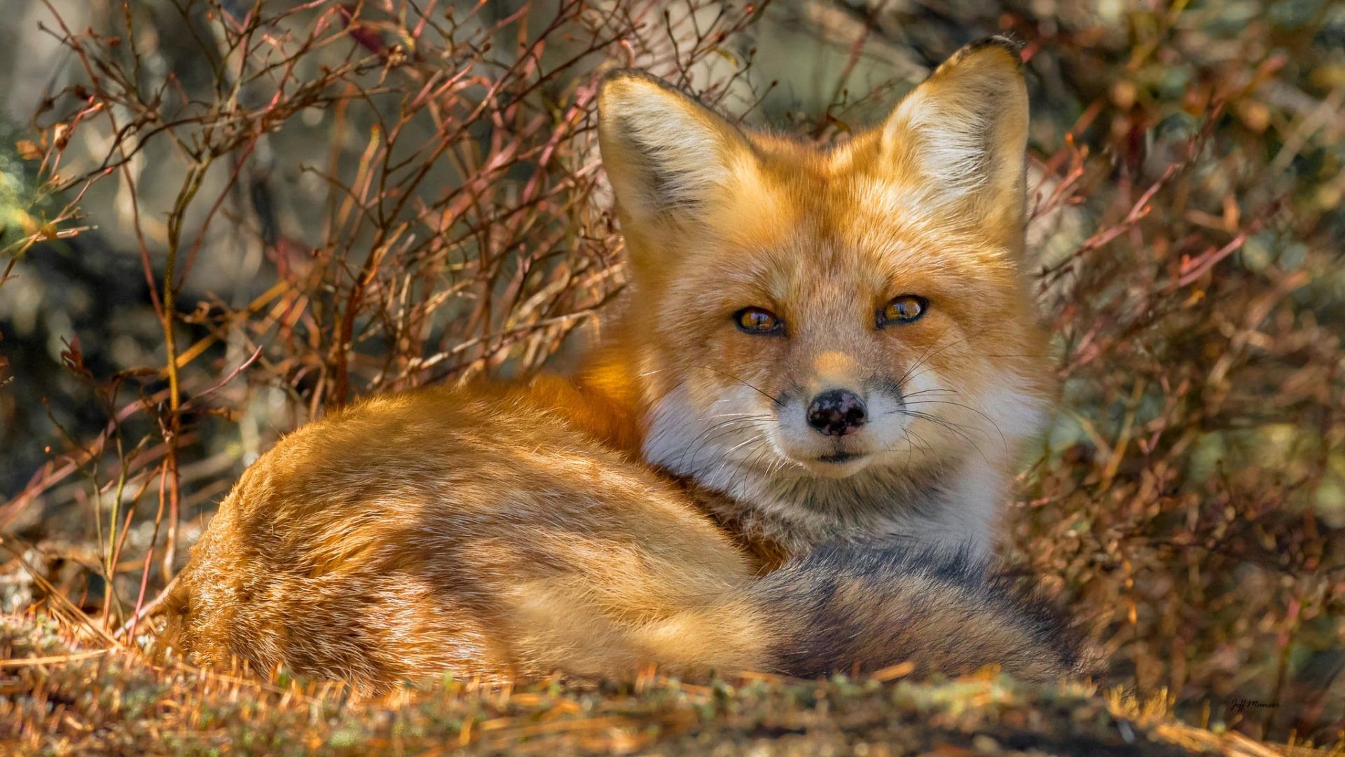 Wallpaper Cute Red Fox animal, sitting