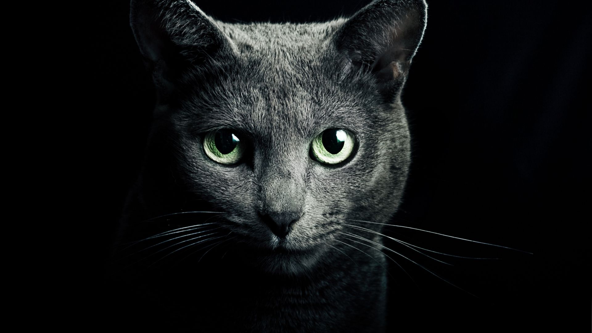 Wallpaper Black Russian Cat