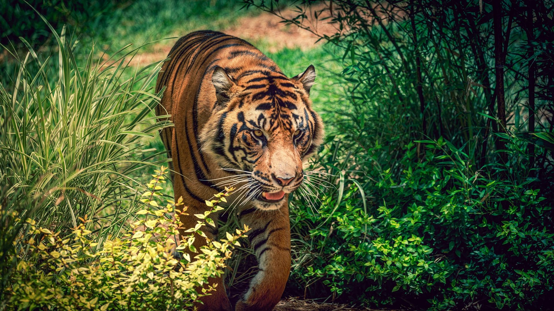 Wallpaper Tiger, predator, meadow, walk, plants