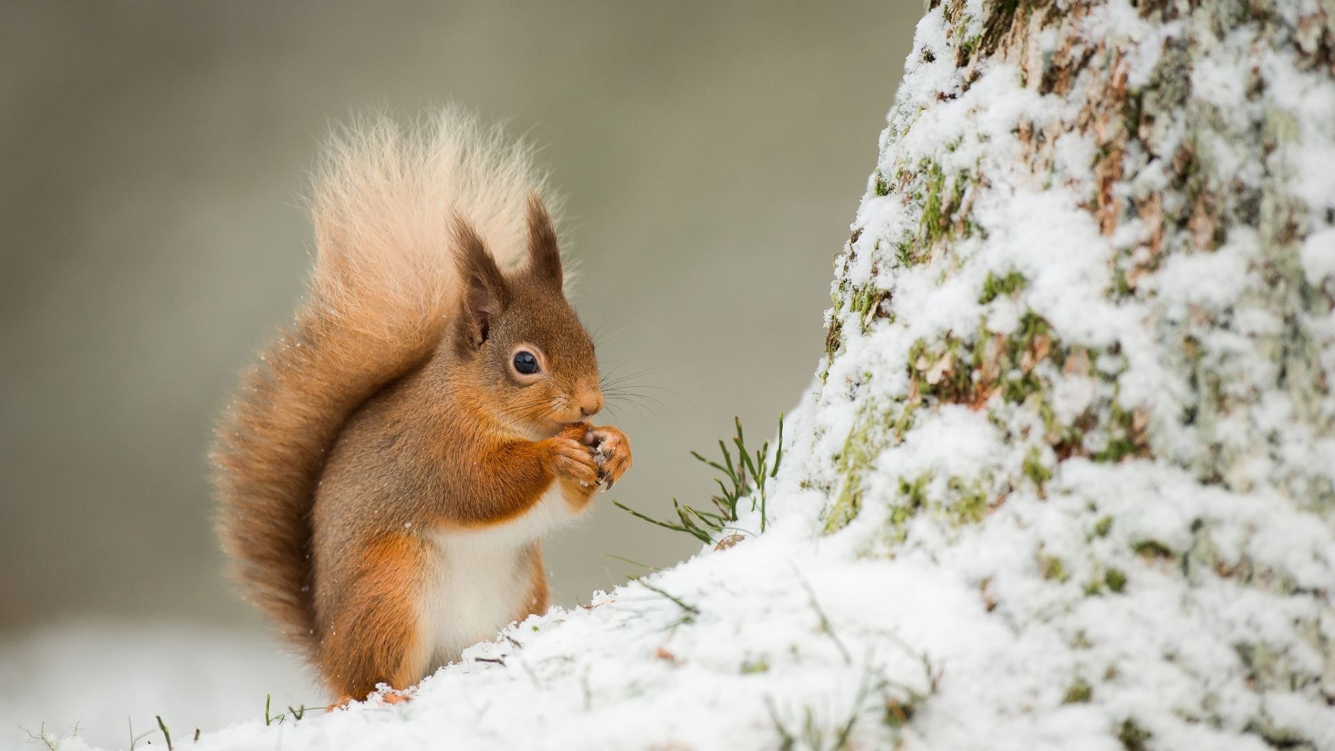Wallpaper Squirrel, winter, eating