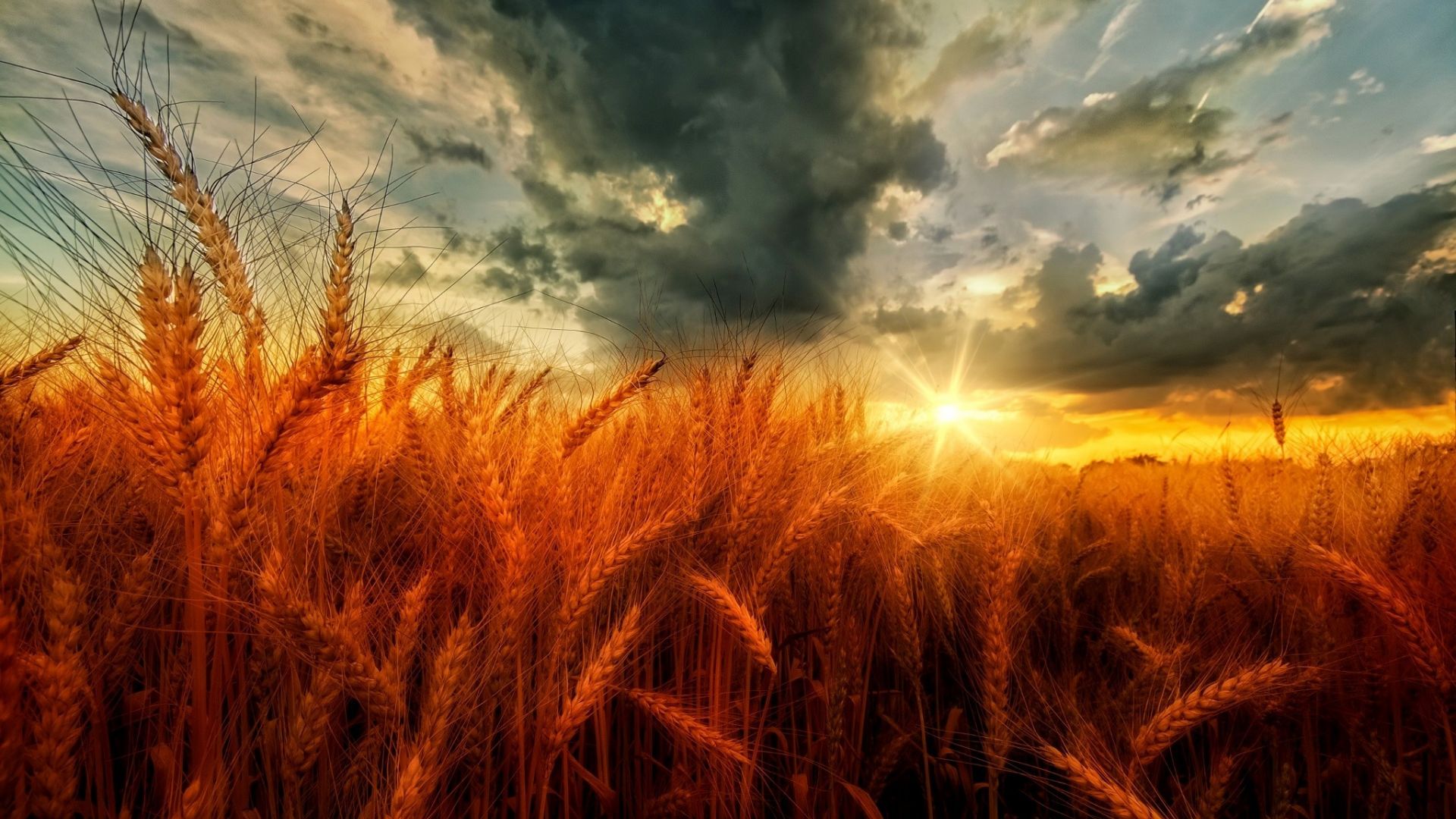 Desktop Wallpaper Sunset, Golden Wheat Field, Hd Image, Picture,  Background, 7s6dlo