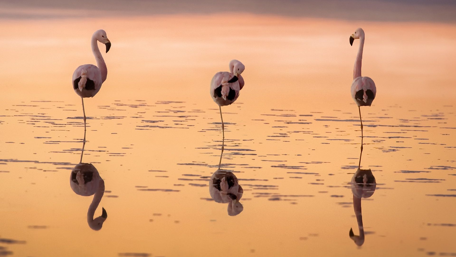 Wallpaper Flamingo birds, reflections